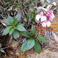 Impatiens elongata Arn.